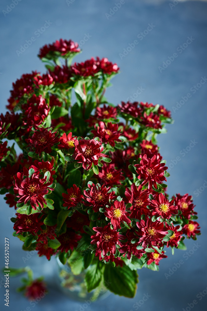 czerwone kwiaty astry