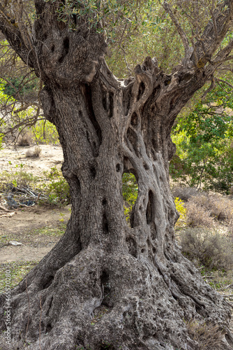 Knobby old scarred trunk of an Olive tree in an olive grove in the south of Crete. Olive trees are an integral part of Cretan-Greek agriculture and its culture