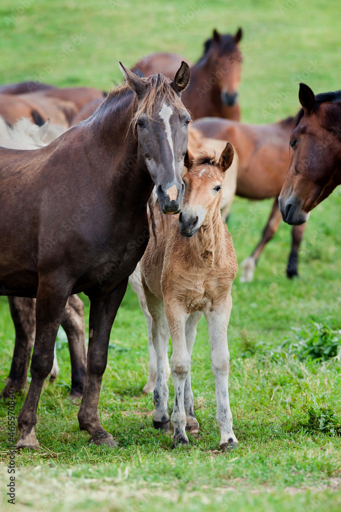 Group of horses in pasture. Belorussian draft mare and foal standing in field in summertime. Group of horses in pasture. Belorussian draft mare and foal standing in field in summertime.