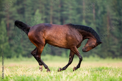 Dark bay horse galloping in forest freedom.