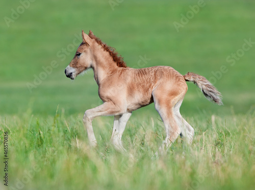 Small chestnut foal galloping outdoor in pasture in summer.