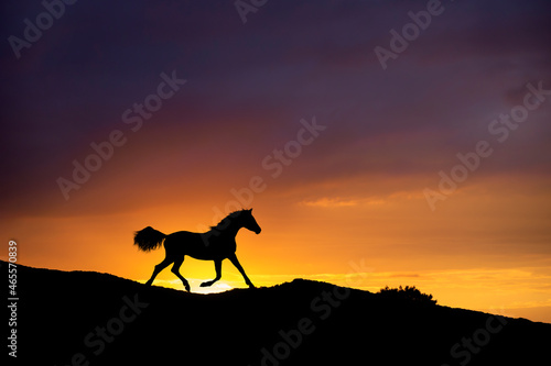Silhouette of a running horse in sunset on hill.