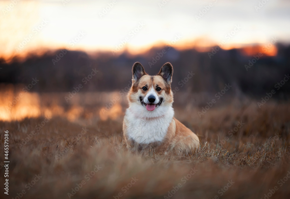 cute portrait of a corgi dog sitting on an autumn meadow at sunset
