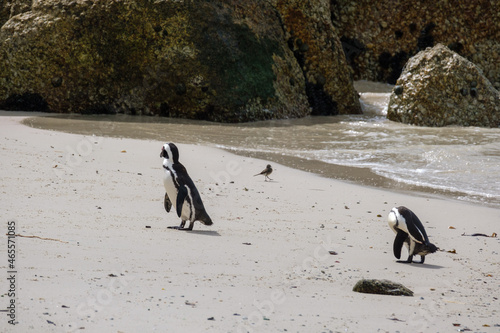 Penguins in Simons Town  Western Cape  South Africa. Boulders beach.