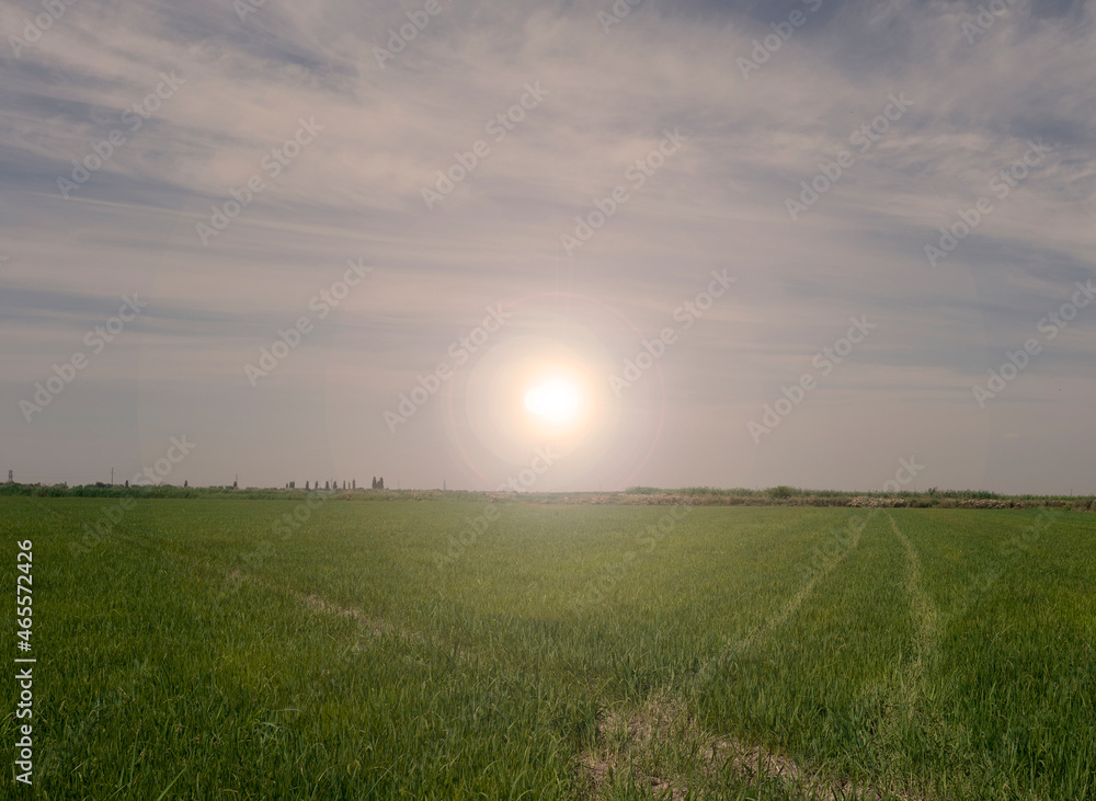 Obraz premium the sun shines in the center over the green field. Summer landscape. Lots of grass
