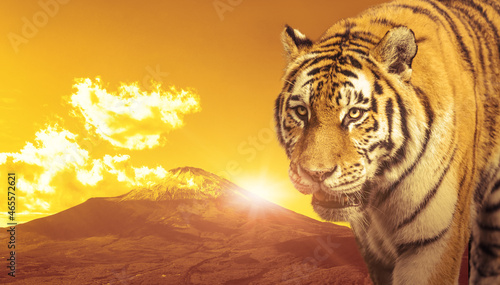 虎と富士山 2022年イメージ 寅年年賀状