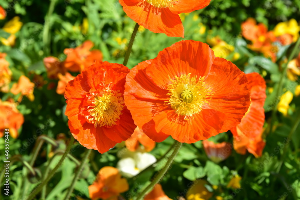 A bunch of orange alpine poppies in a field of vivid colored alpine poppies A bunch of orange alpine poppies in a field of vivid colored alpine poppies