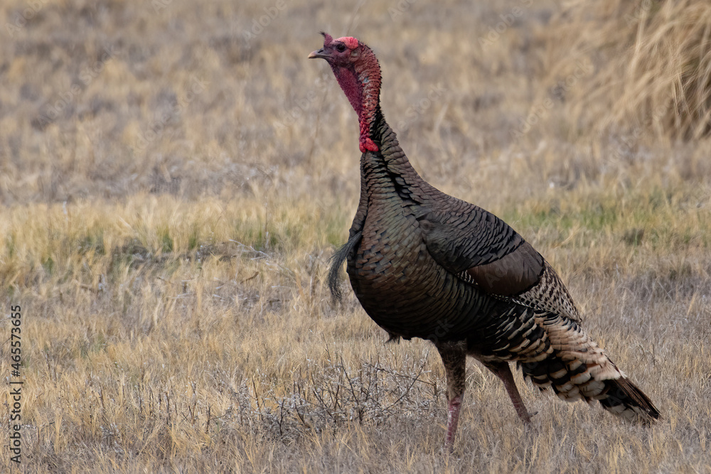 Wild turkey struts in a dry grass New Mexico field in Wester United States