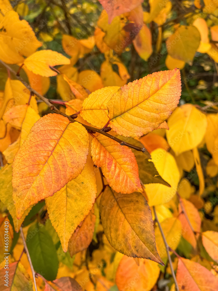 a branch with yellow-orange leaves against the background of bright autumn foliage in October a branch with yellow-orange leaves against the background of bright autumn foliage in October