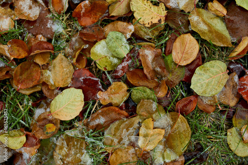 Top view of Ice crystals on fallen autumn leaves close up, Nature background
