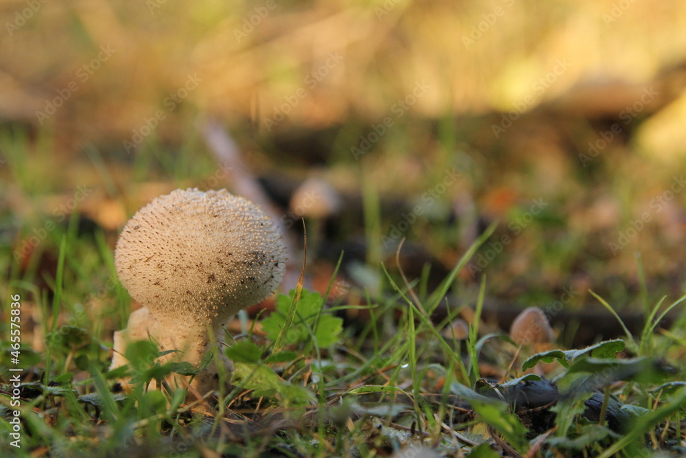 a common puffball in the forest at a sunny day in fall closeup a common puffball in the forest at a sunny day in fall closeup