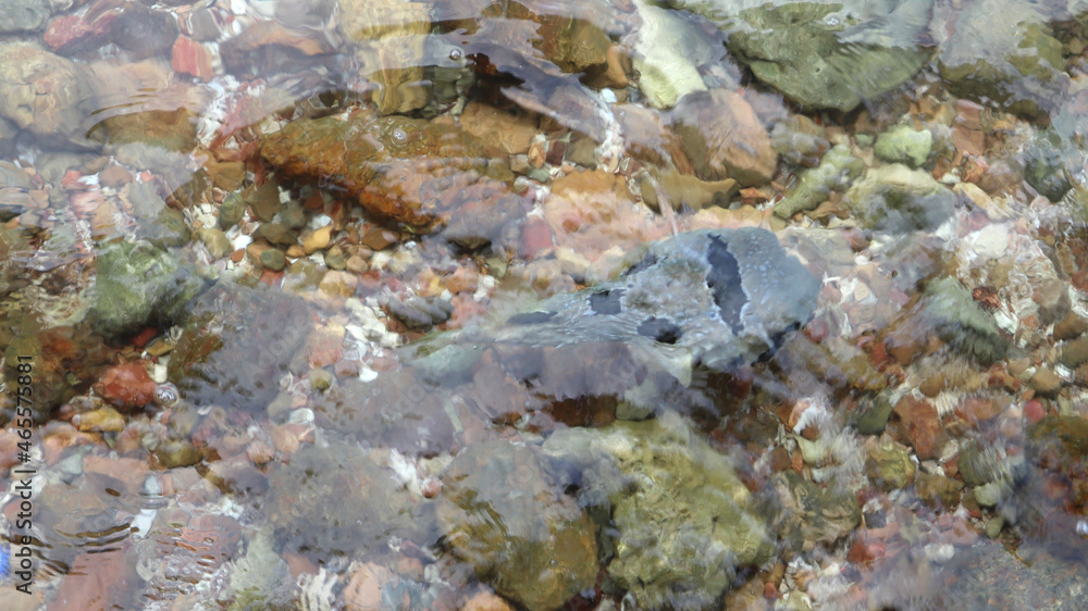 puffer fish in the shallow clear water with rock and gravel background