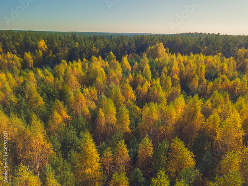 Colorful yellow birch trees, aerial view at autumn above the forest, Lithuania