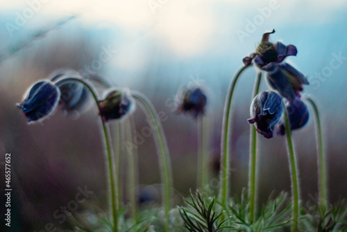 flowering dream-grass in the valley.
Pulsatilla patens.
Shooting is carried out with a shallow depth of field.