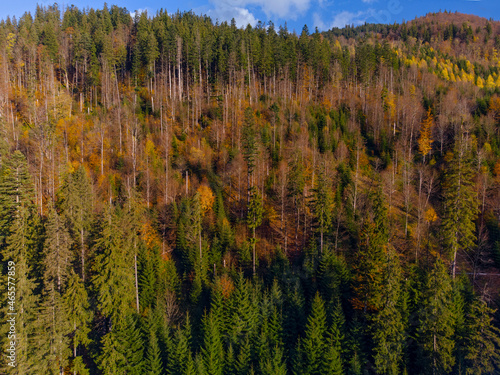 Autumn forest in Carpathian mountains, Ukraine photo