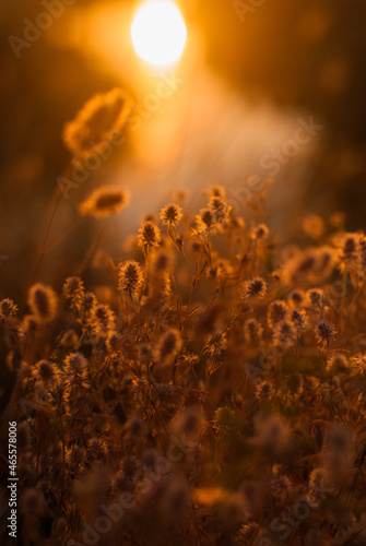 Morning meadow at dawn.
Glowing plants in the morning light.