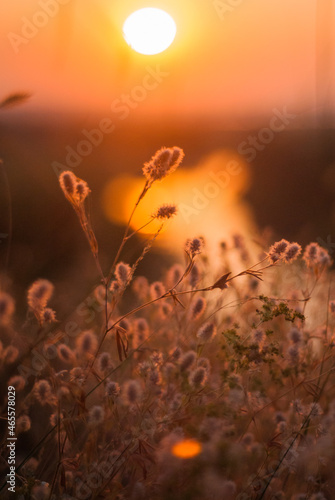 Morning meadow at dawn. Glowing plants in the morning light.