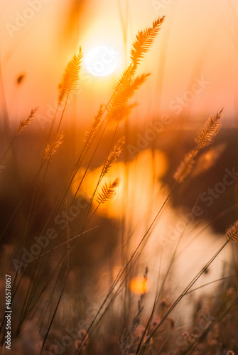 Morning meadow at dawn.
Glowing plants in the morning light.