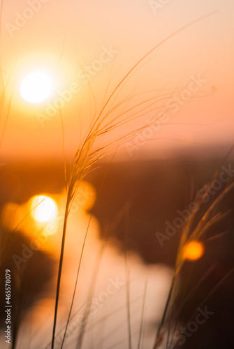 Morning meadow at dawn.
Glowing plants in the morning light.