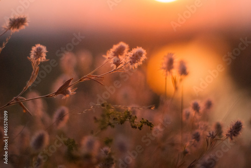 Morning meadow at dawn.
Glowing plants in the morning light.