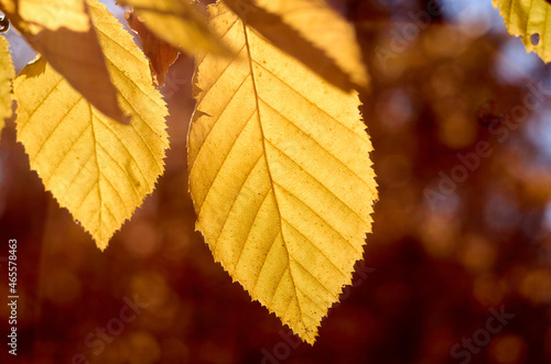 Two yellow leaves on sunlight