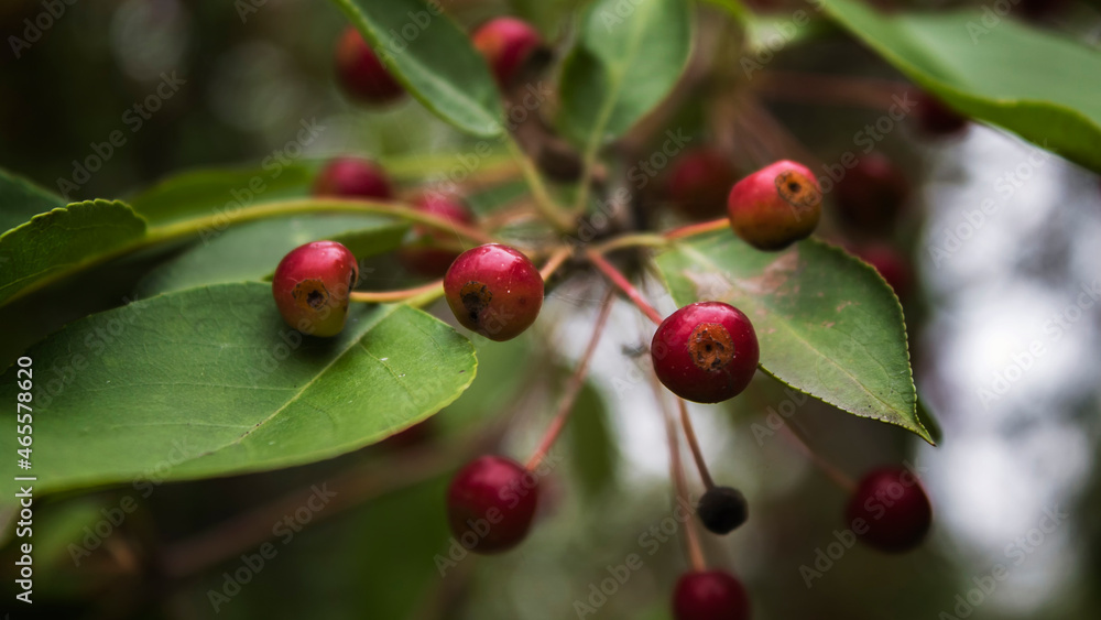 Malus baccata, is an Asian species of apple known by thecommon names Siberian crab apple, Siberian crab, Manchurian crab apple and Chinese crab apple. Malus baccata, is an Asian species of apple known by thecommon names Siberian crab apple, Siberian crab, Manchurian crab apple and Chinese crab apple.