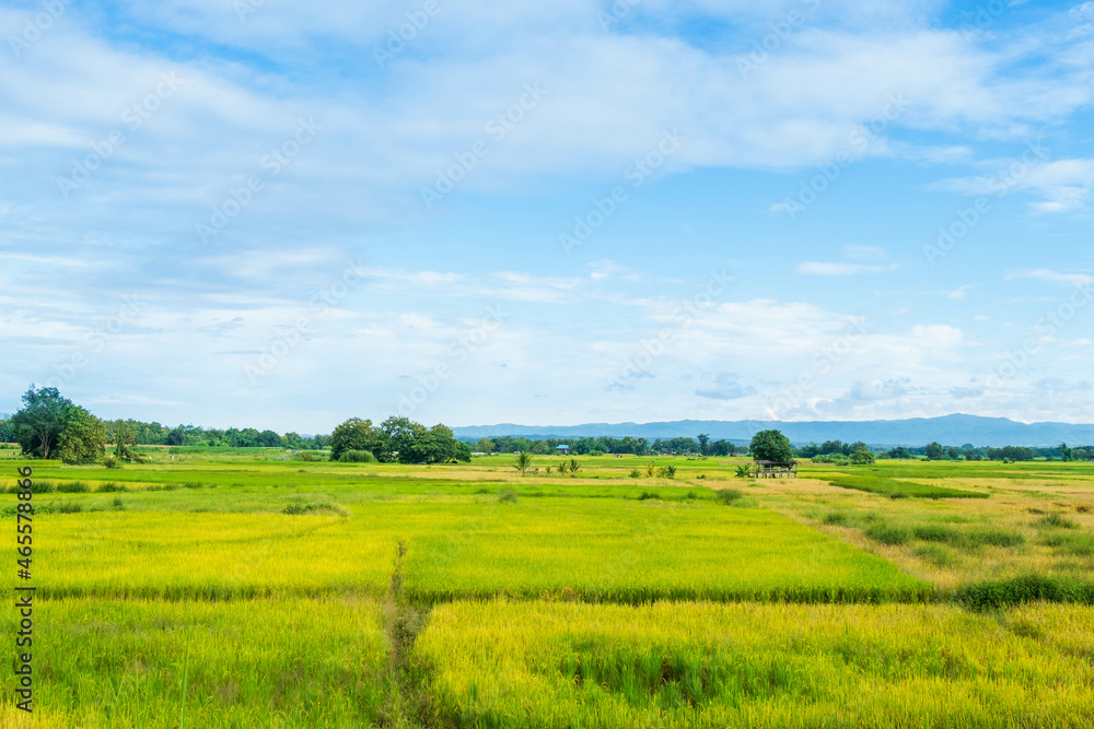 Scenery of harvested rice fields and sky