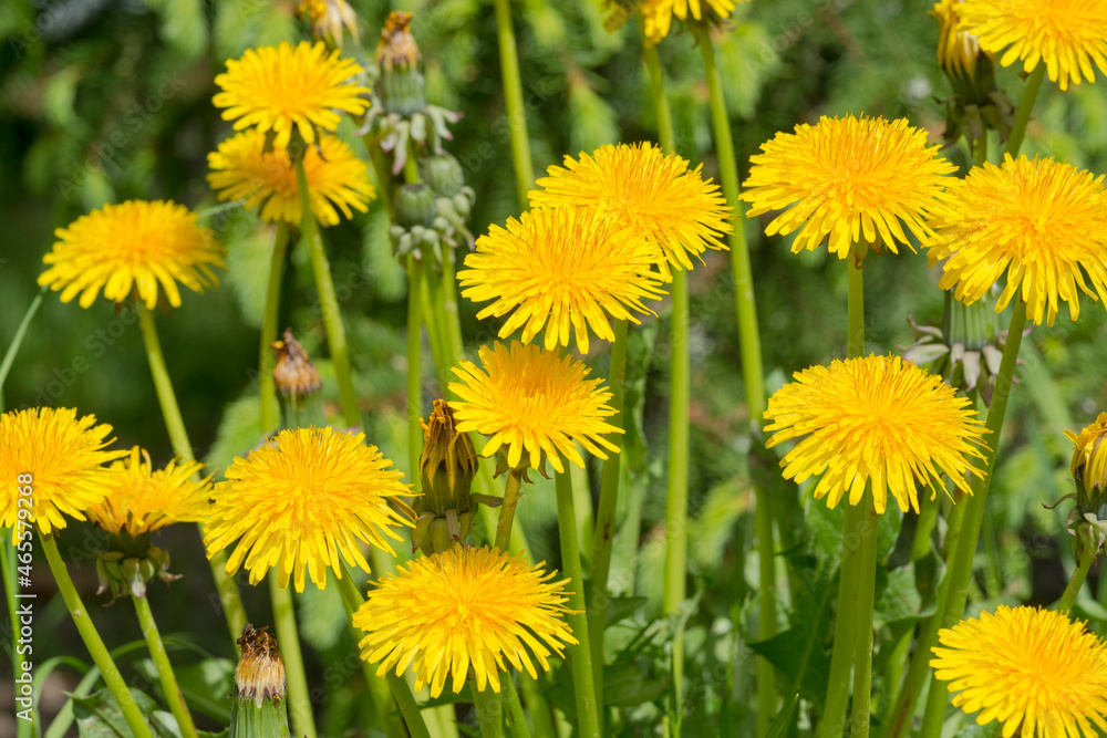 heads of yellow dandelions on a background of green grass - a smooth summer background heads of yellow dandelions on a background of green grass - a smooth summer background