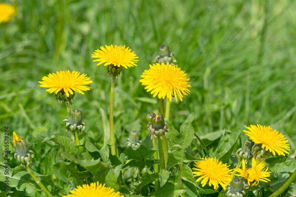 Obraz premium short dandelions in the lush green grass