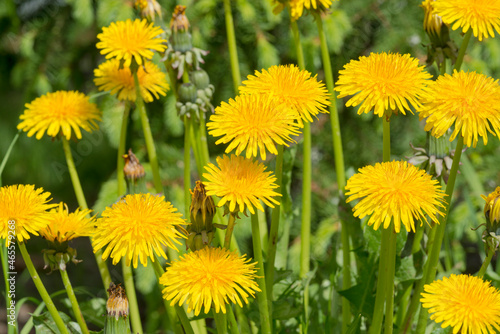 heads of yellow dandelions on a background of green grass - a smooth summer background