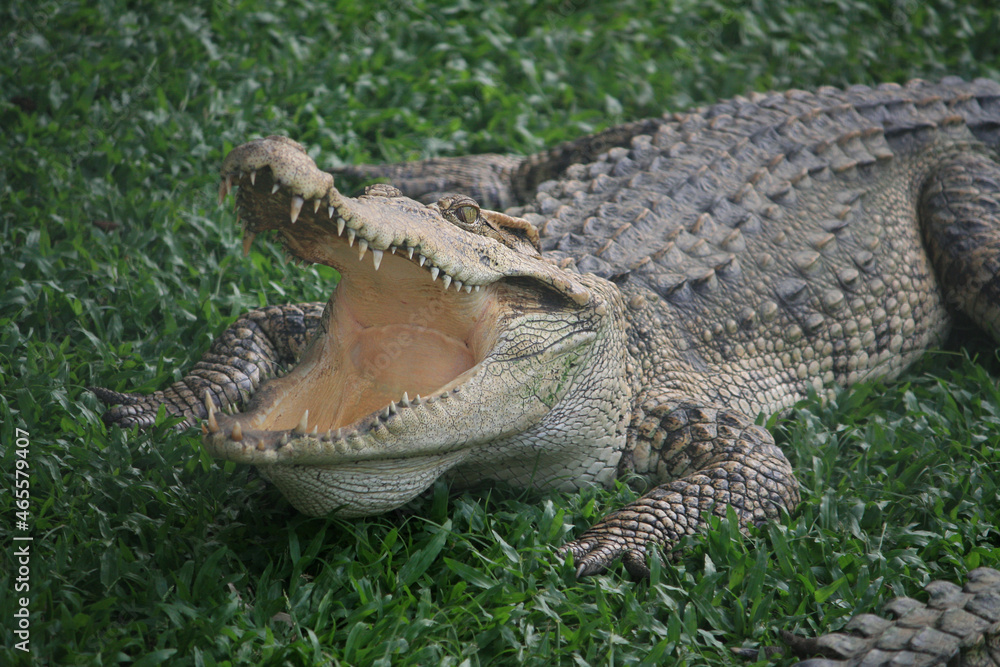 Fototapeta premium A Large crocodile walking on the grass