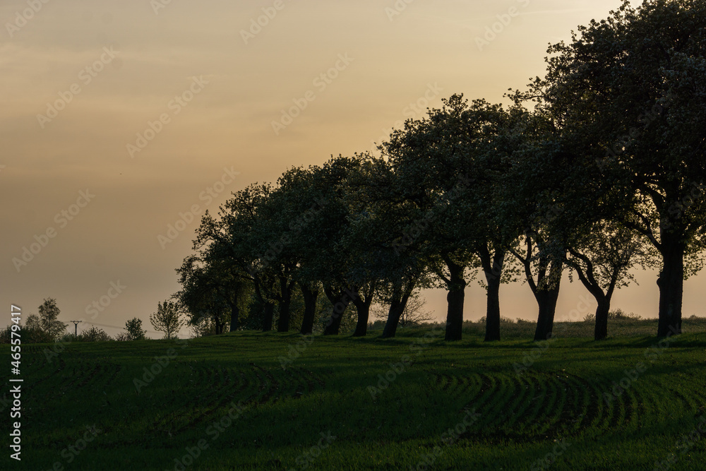Dark tow of trees on a field in the golden evening light while sunset