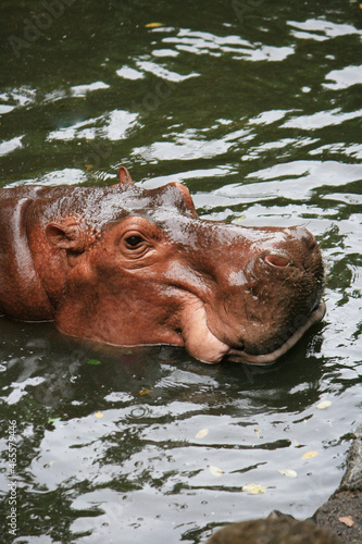 Hippopotamus focus selective