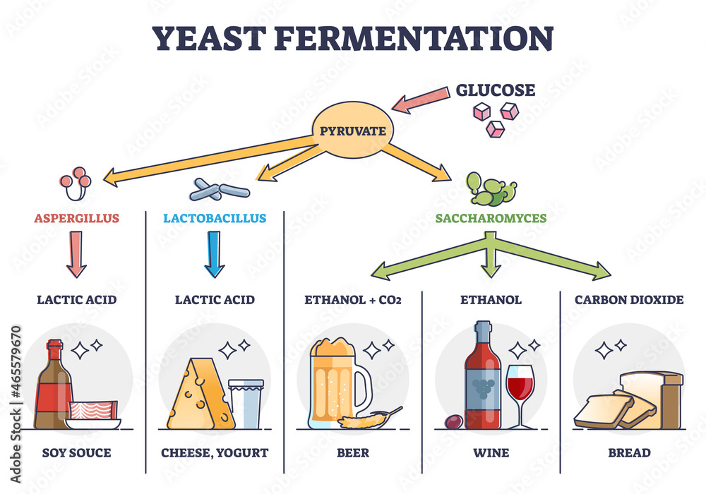 Yeast fermentation principle for drinks and food outline diagram. Labeled  educational chemical process with glucose and pyruvate steps vector  illustration. Added ingredients and final acid products. Stock Vector