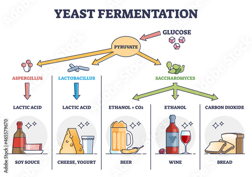 Yeast fermentation principle for drinks and food outline diagram. Labeled educational chemical process with glucose and pyruvate steps vector illustration. Added ingredients and final acid products.