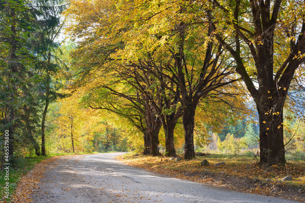 Naklejka premium Road with trees on a sunny day in autumn