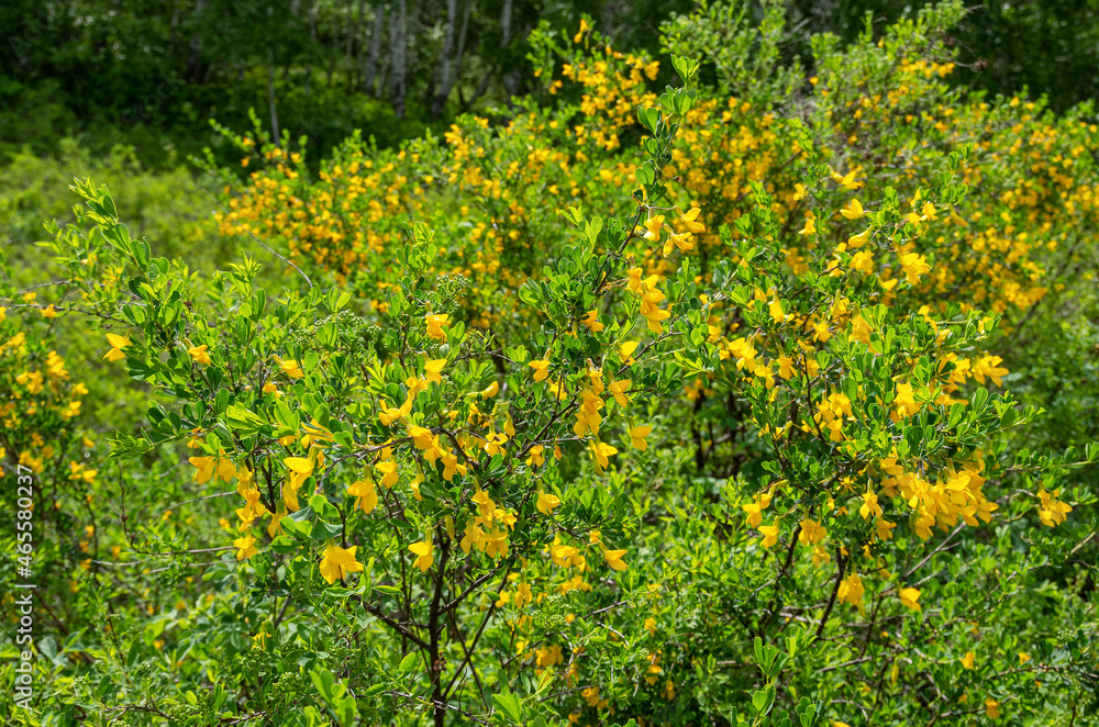 Southern Urals. The Caragana frutex bush on the mountainside. Southern Urals. The Caragana frutex bush on the mountainside.