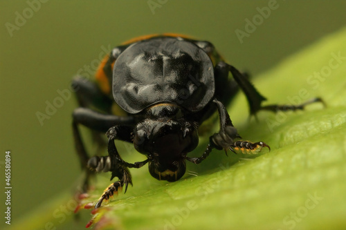 Frontal closeup on the common sexton beetle, Nicrophorus vespilloides photo