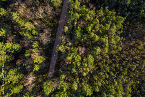 Aerial view from drone of rural road leading through autumn forests and groves in yellow green colors. Dense forest in golden time and empty highway in fall season. Roadway among colorful treetops © Defree