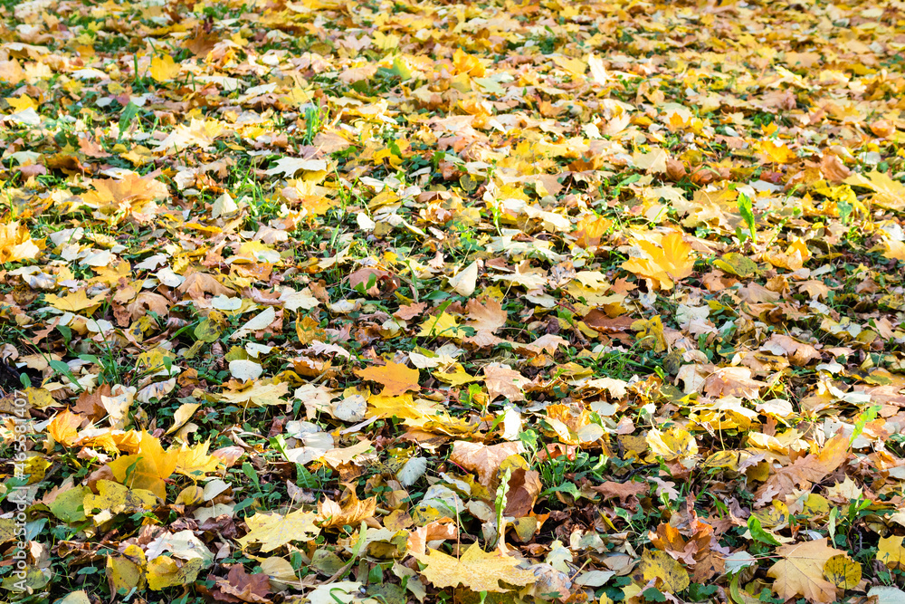 Obraz premium fallen yellow leaves on city lawn in autumn