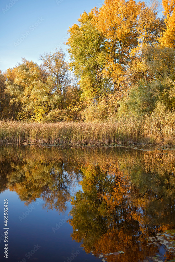 Beautiful forest view with trees with yellow golden foliage and their reflection in lake water, golden fairytale, beauty in nature, sunny fall day, outdoor beautiful landscape, selective focus Beautiful forest view with trees with yellow golden foliage and their reflection in lake water, golden fairytale, beauty in nature, sunny fall day, outdoor beautiful landscape, selective focus
