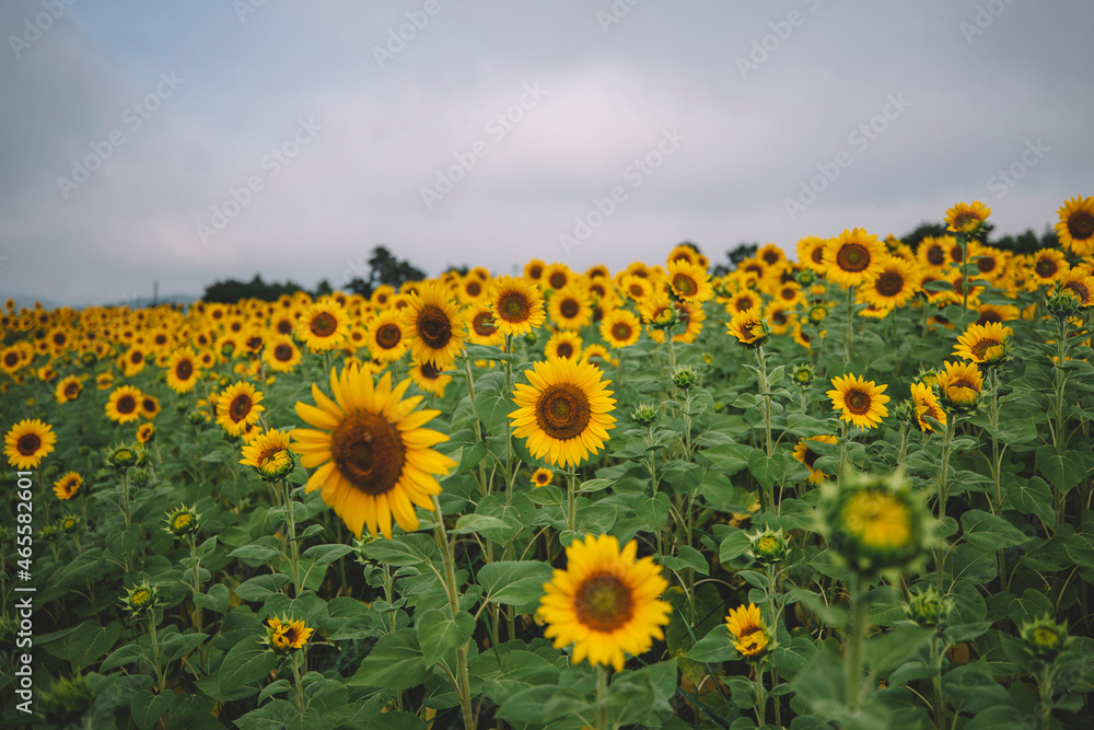 Fototapeta premium sunflowers, sunflower alley, yellow flowers, nature
