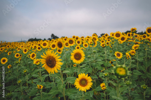 sunflowers  sunflower alley  yellow flowers  nature