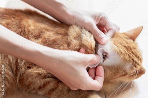 Close up ears Ginger cat for cleaning the good health and hand women hold cat ear and a cat sleeping on the floor