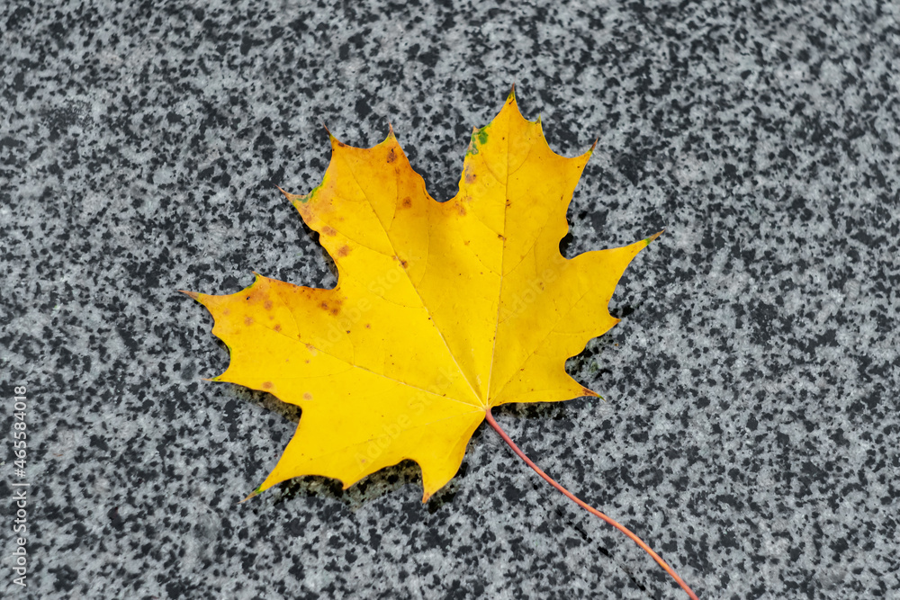 Maple yellow leaf on the gray granite. Fall background. Autumn, October. Maple yellow leaf on the gray granite. Fall background. Autumn, October.