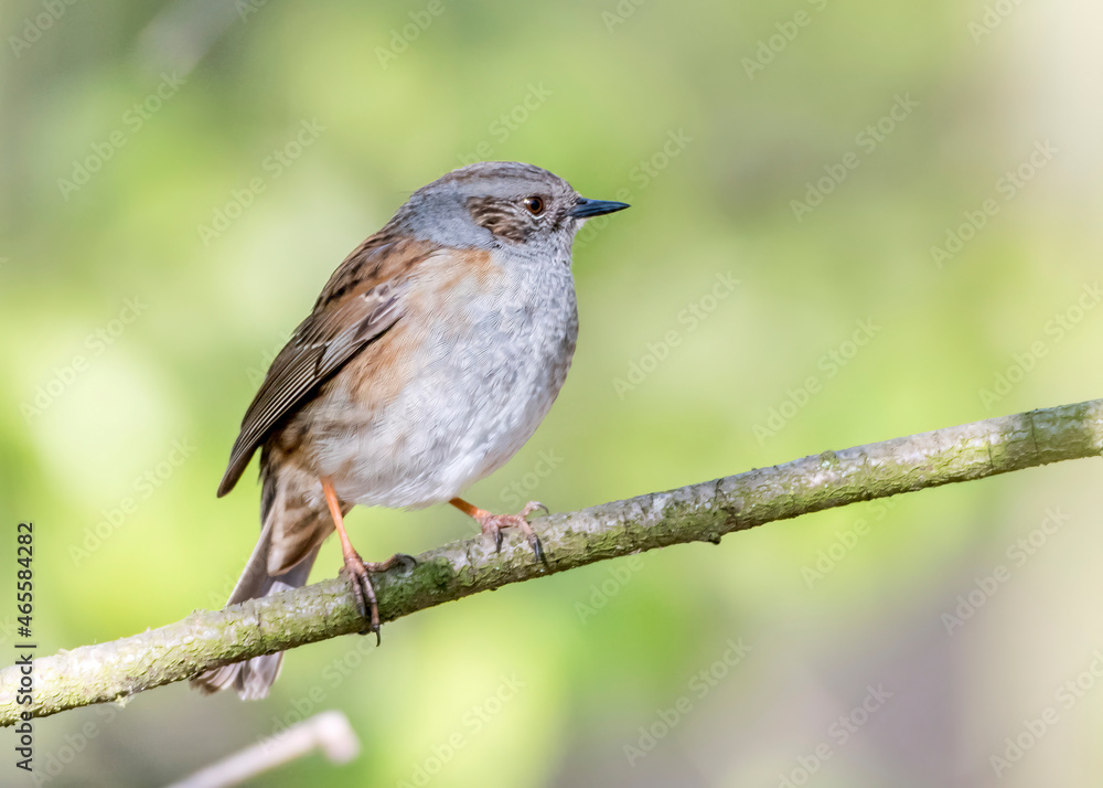 Just a littel bird in the garden