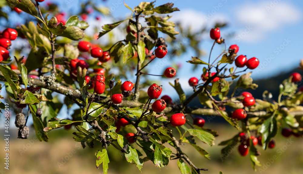 Branch of ripe hawthorn at sunny autumn day, close up Branch of ripe hawthorn at sunny autumn day, close up
