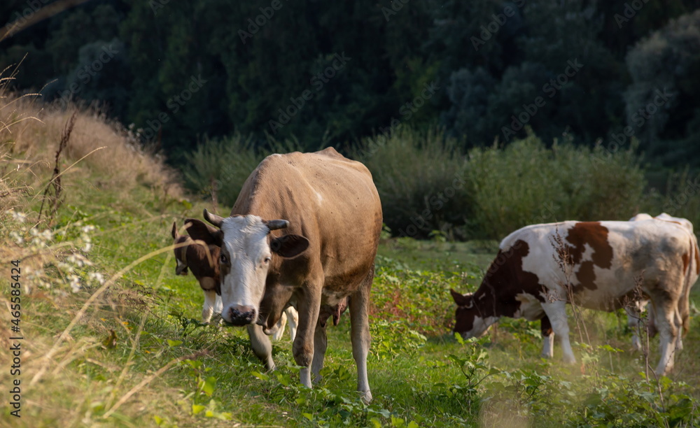 Cows grazing peacefully on the river bank. The concept of agricultural life. Horizontally framed shot