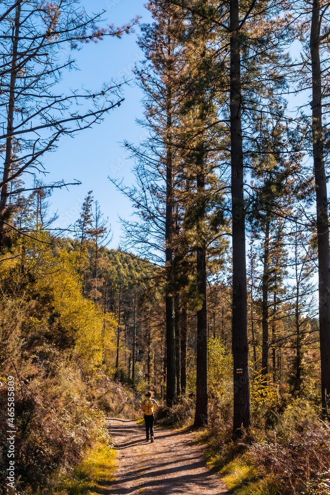 Fototapeta premium A young hiker in an autumn sunset on a route through a beautiful forest, getting to know nature