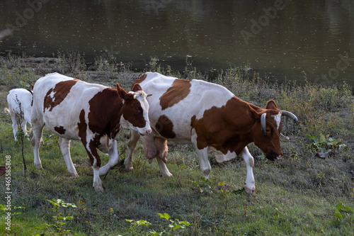 Cows grazing peacefully on the river bank. The concept of agricultural life. Horizontally framed shot © Oleh Marchak